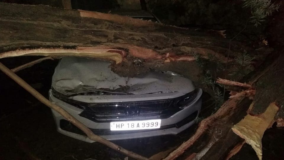 Shimla: Tree broken by म in Nahan, six vehicles hit
