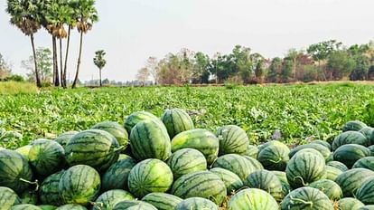 Ujjain News: Cheated the farmer by buying two carts of watermelon, paid through check without signing