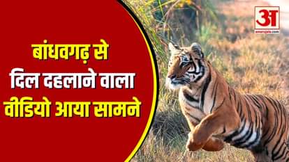 Umaria News: Bandhavgarh Tiger Reserve Tiger attack on herd of cattle, shocking video surfaced