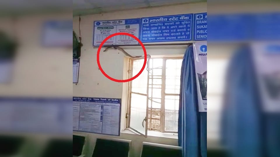 Snake enters SBI branch in Bareilly s Nawabganj