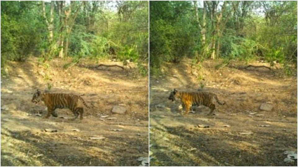 Good news from Ranthambore Tiger Reserve Tigress T-69 gave birth to two cubs in Rajasthan