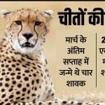 कूनो नेशनल पार्क में दो और चीता शावकों की मौत हो गई।
