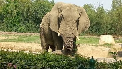 Delhi Zoo Elephant Shankar will get a companion he is alone for 18 years