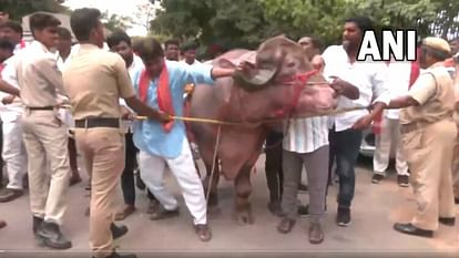Hyderabad: कांग्रेस नेता के खिलाफ भैंस लेकर सड़कों पर उतरा यादव समुदाय, पार्टी मुख्यालय घेरने की दी धमकी hyderabad yadav community protest against telangana tpcc chief revanth reddy after his casteist comment