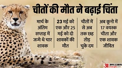 Kuno National Park News: 2 Cheetah Cubs in Kuno National Park Die Due to Dehydration