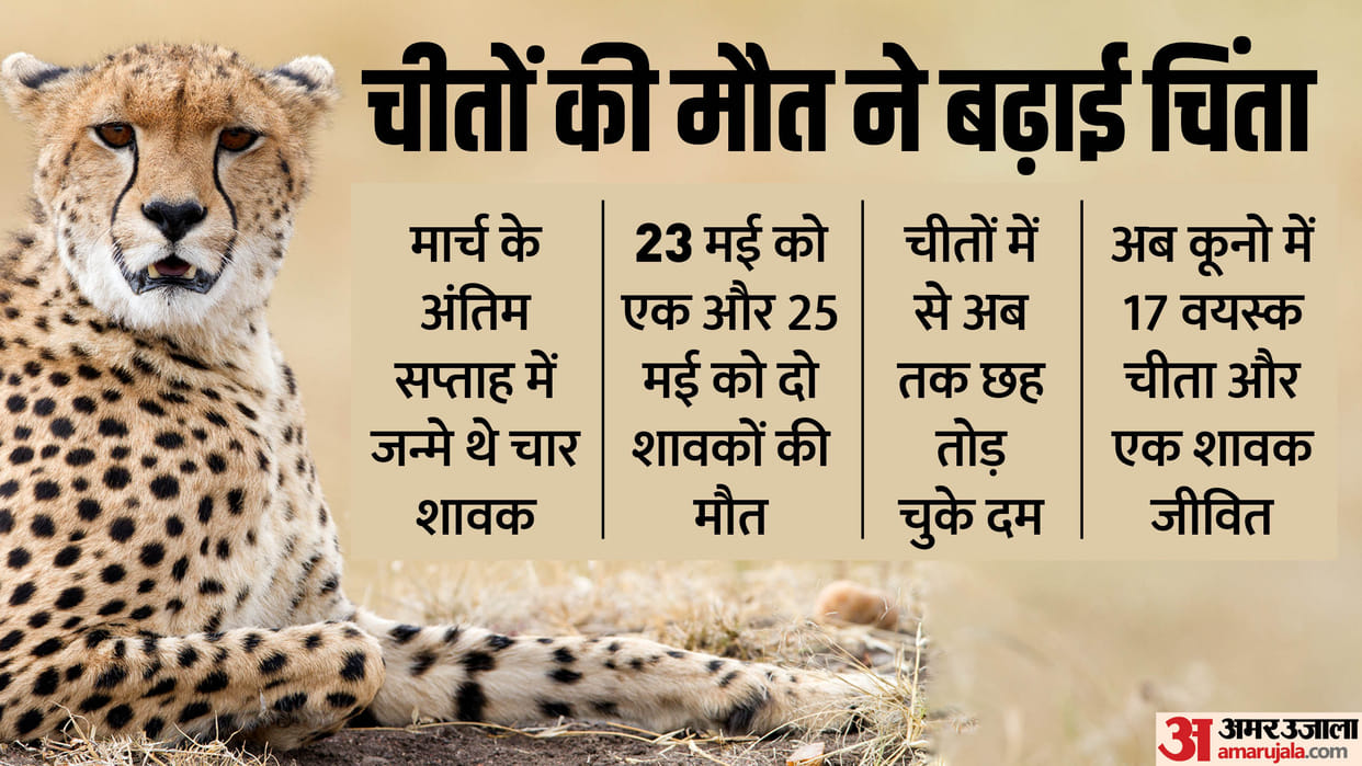 Kuno National Park News: 2 Cheetah Cubs in Kuno National Park Die Due to Dehydration