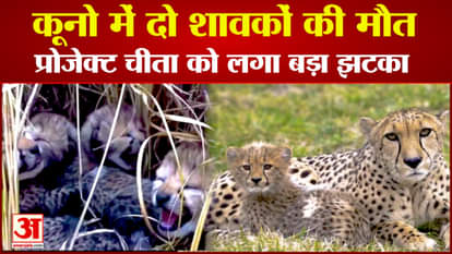 Kuno National Park: Death of two more cubs of Jwala, the project got a big blow