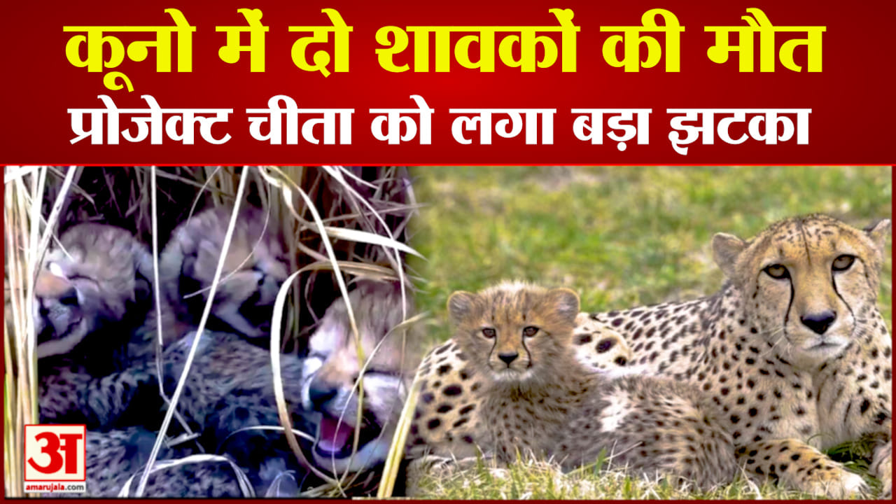 कूनो नेशनल पार्क