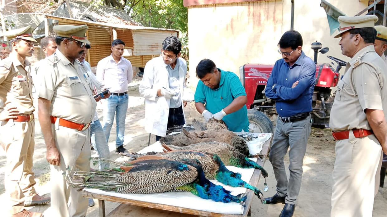 Hardoi: Dead bodies of five peacocks found in the field