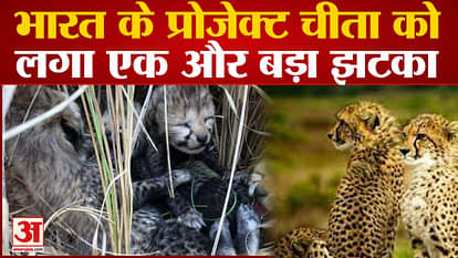 Another big blow to India's Project Cheetah