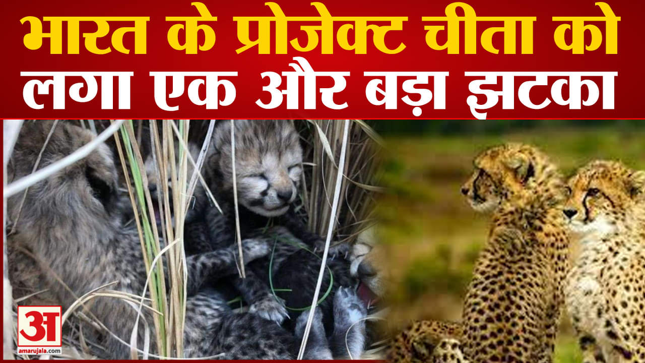 कूनो नेशनल पार्क