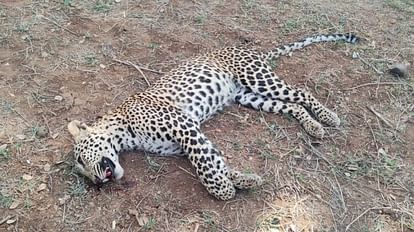 Angry villagers beat leopard to death in Khargone, five injured in Sehore leopard attack