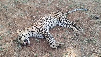 Leopard Attack: तेंदुए के हमले की दो कहानी, एक में पांच लोग घायल तो दूसरे में ग्रामीणों ने लेपर्ड को मार डाला Angry villagers beat leopard to death in Khargone, five injured in Sehore leopard attack