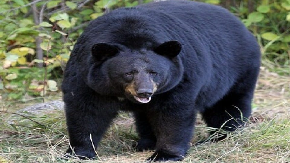 Uttarakhand News Bear attacks on woman and injured working in fields in Devprayag