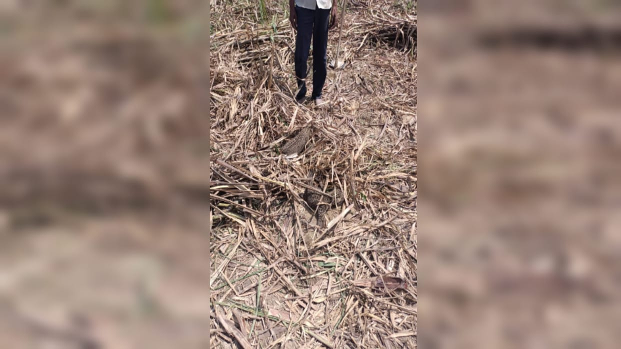 Two cubs of Guldar were found in the sugarcane field in Damnagar village of Bijnor