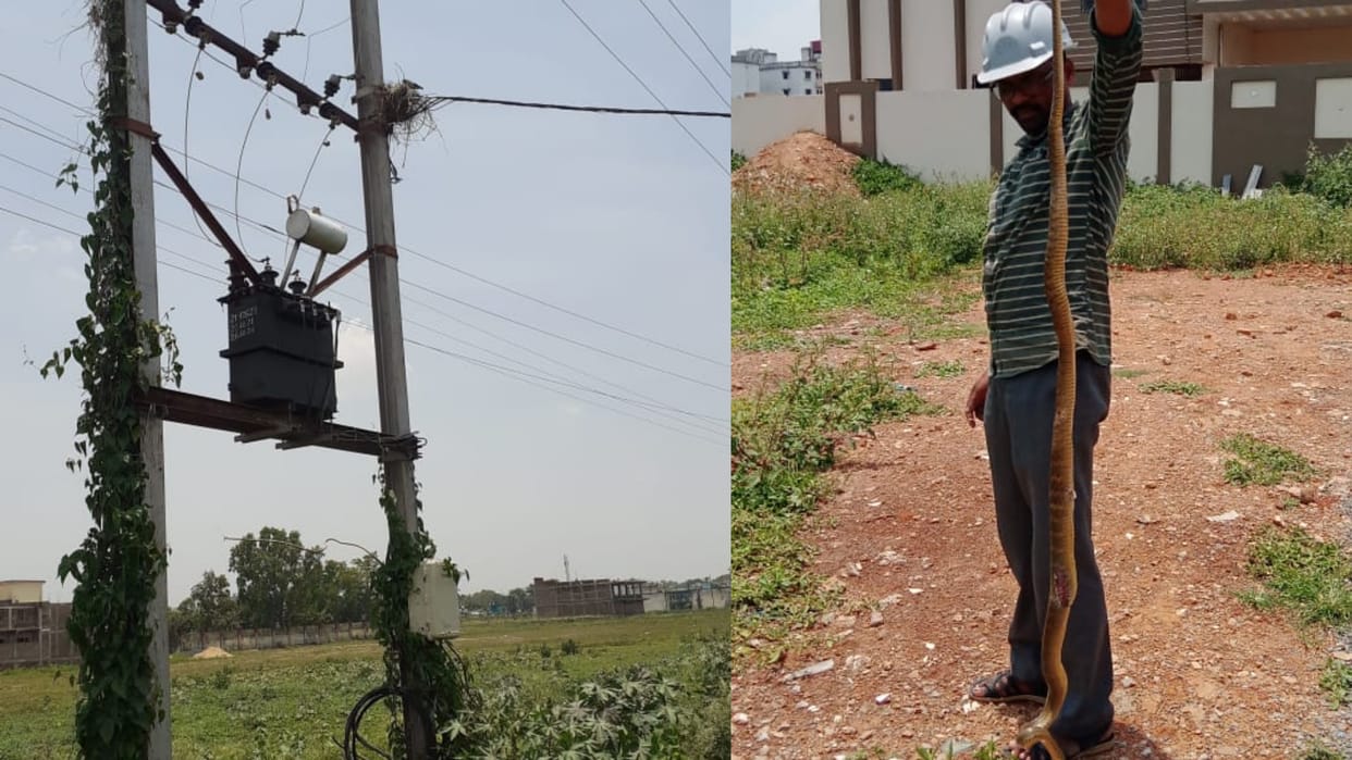 lights off  in half city due to short circuit caused by snake in 11 KV line in jagdalpur