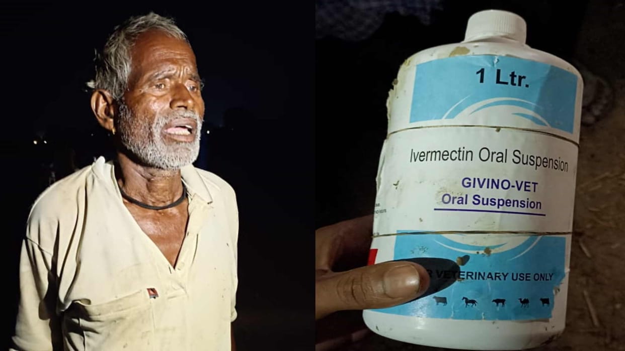 175 sheep died due to worm medicine in Gorakhpur