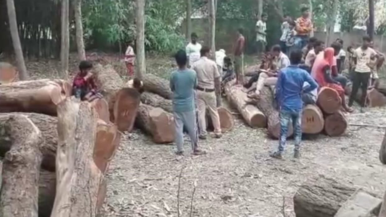 Illegal timber worth lakhs including trucks seized in raids on several sawmills in Darbhanga; driver arrested