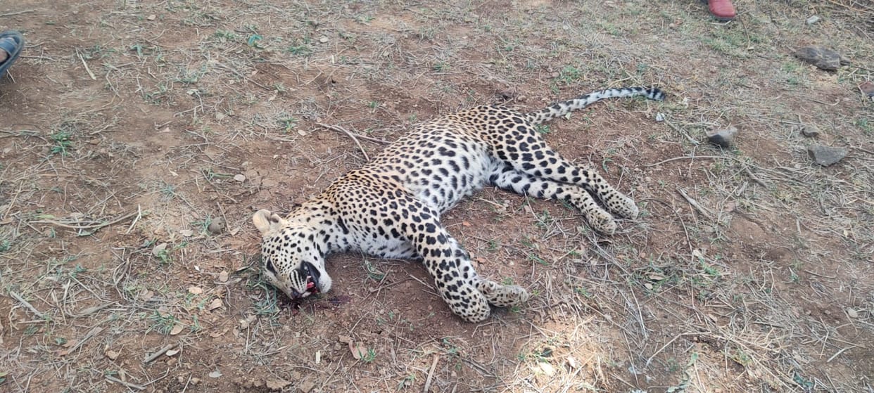 Angry villagers beat leopard to death in Khargone, five injured in Sehore leopard attack