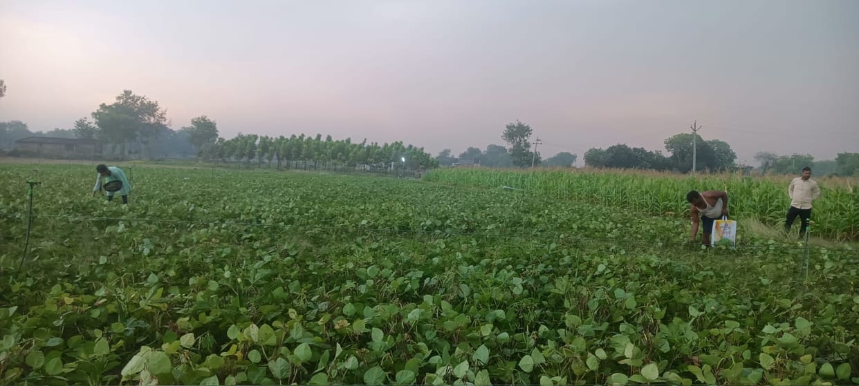 Lucknow : Farmers are pouring fertilizers, the soil is becoming useless