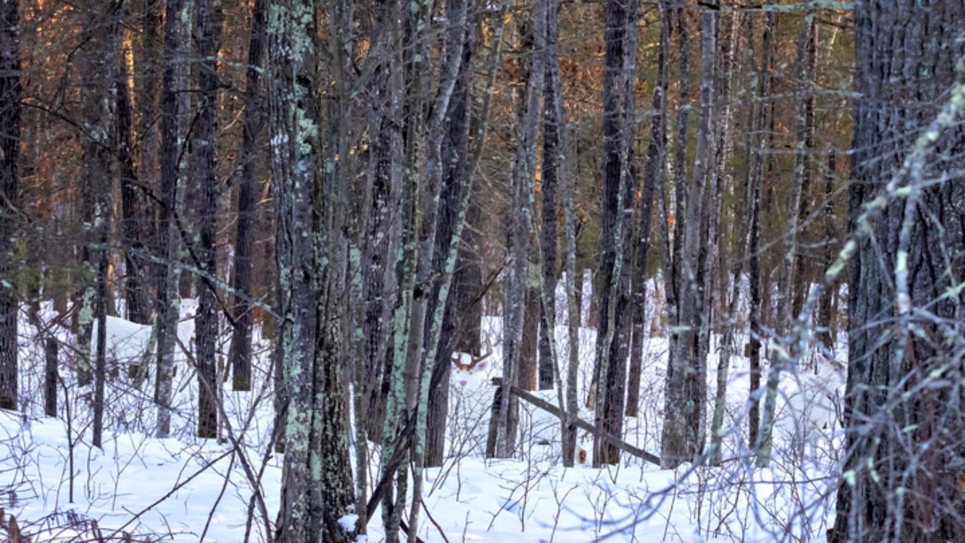 Optical Illusion for Testing Your IQ: Only a Genius can spot the deer hiding inside forest in 9 Secs!