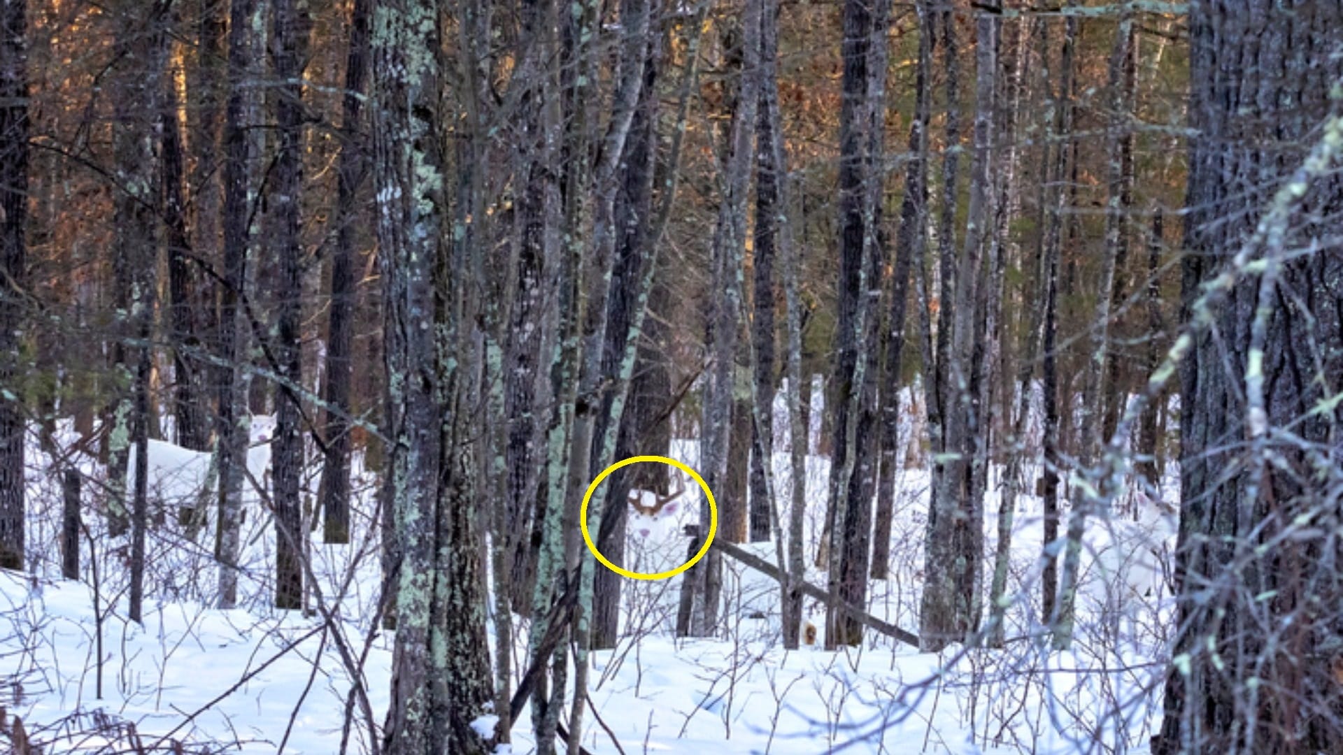 Optical Illusion for Testing Your IQ: Only a Genius can spot the deer hiding inside forest in 9 Secs!