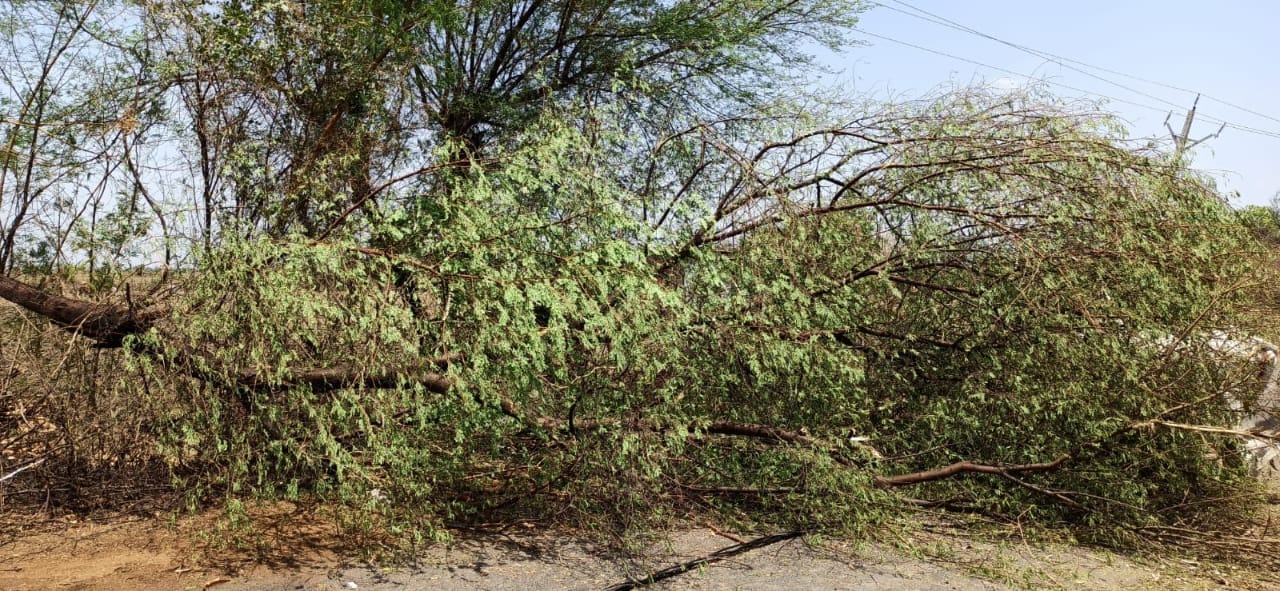 second day of Navtapa in Damoh, storm caused havoc, trees and electric poles were uprooted in many places.