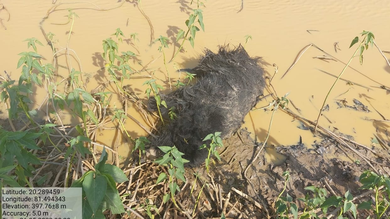 Bear killed in vehicle collision in Kanker