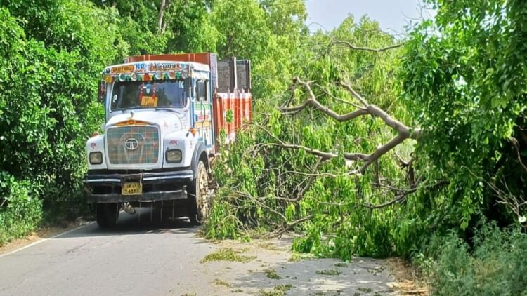 Mango crop has damaged due to storm and rain in western UP and now farmers are worried