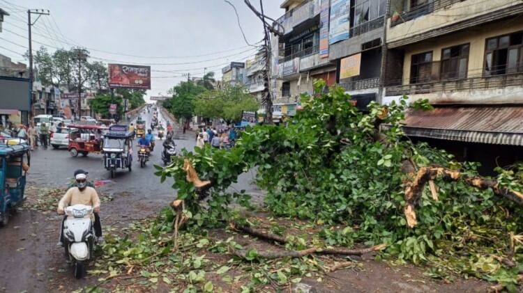 Mango crop has damaged due to storm and rain in western UP and now farmers are worried