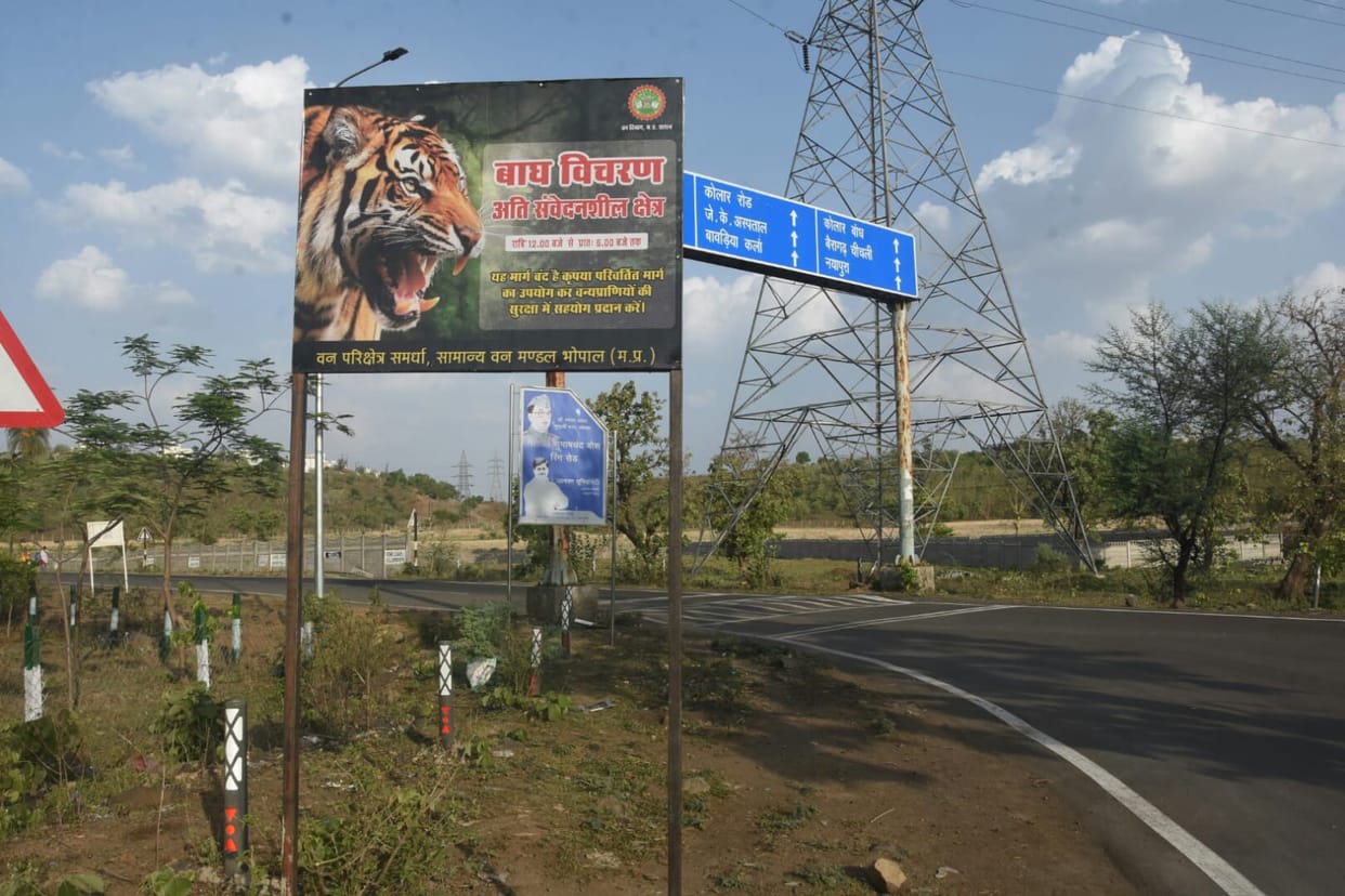 Bhopal News: Movement of tiger in Bhopal, security increased on Kaliyasot Dam 13 Gate to Amarnath Colony road