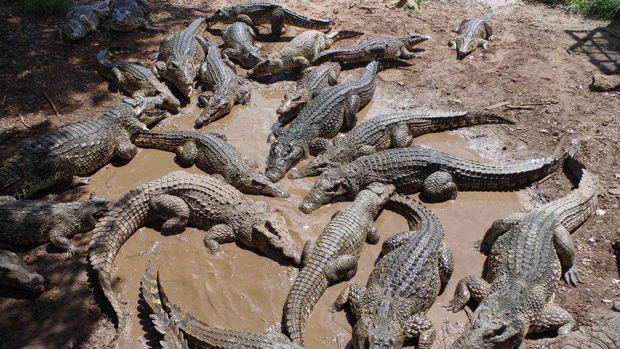 cambodia man fall in crocodile enclosure torn to pieces by 40 reptiles