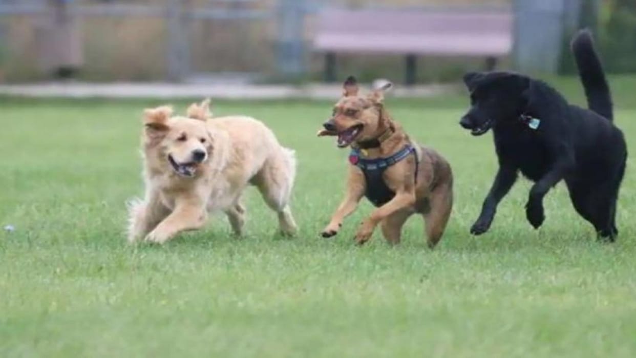 The way for the construction of dog park is clear, the municipal corporation vacated two hectares of land