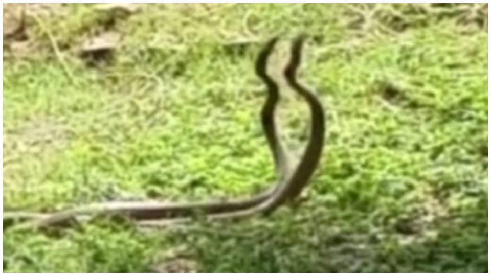 Nag Nagin were seen swinging in the forest of Rampur village in Alwar Rajasthan viral video