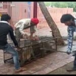 ताजमहल पर पिंजरे में कैद हुए बंदर