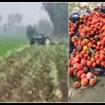 टमाटर