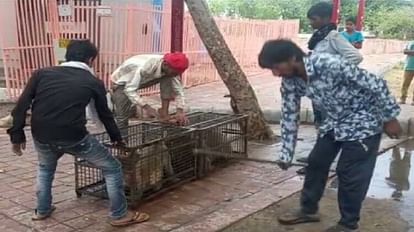 taj mahal monkeys are being imprisoned in the cage in agra