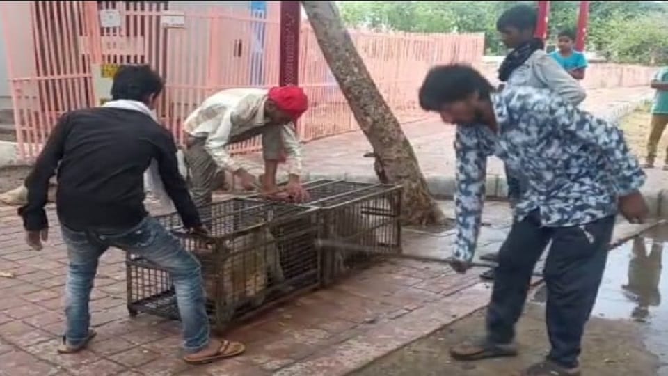 taj mahal monkeys are being imprisoned in the cage in agra