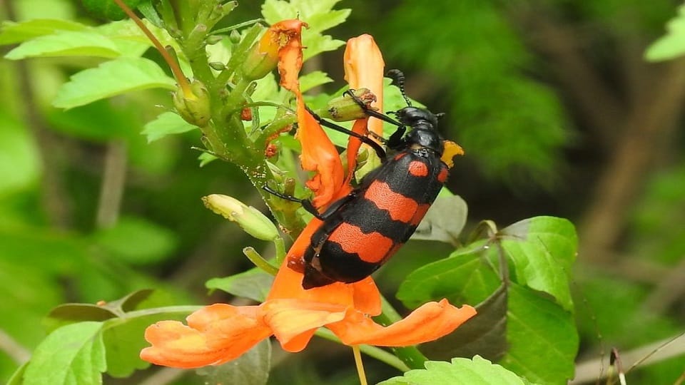 Aravalli Biodiversity Park is becoming a suitable place for insects