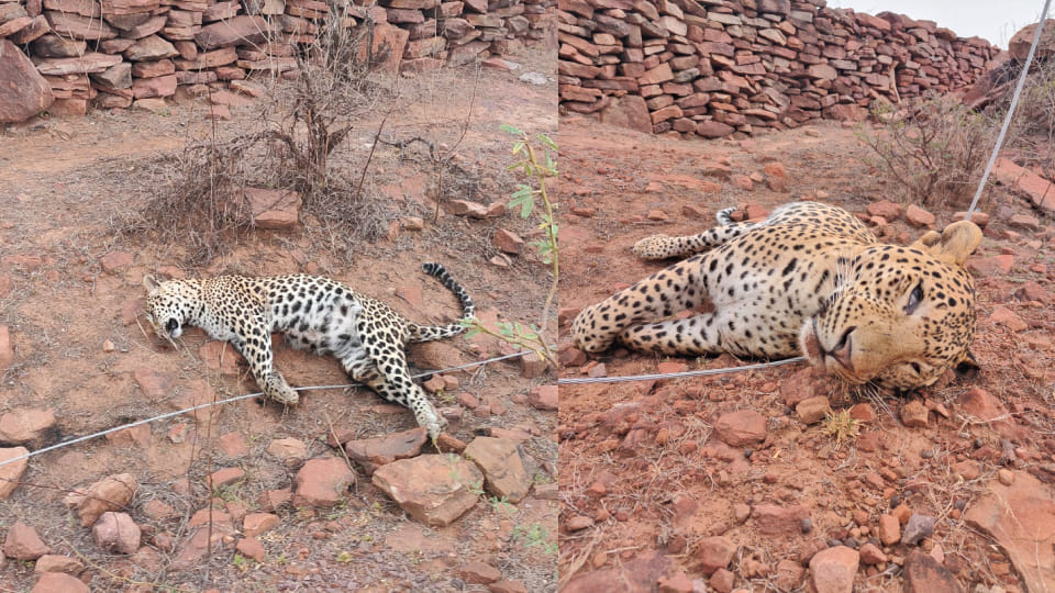 Two panthers died after coming under grip of HT line in Dholpur