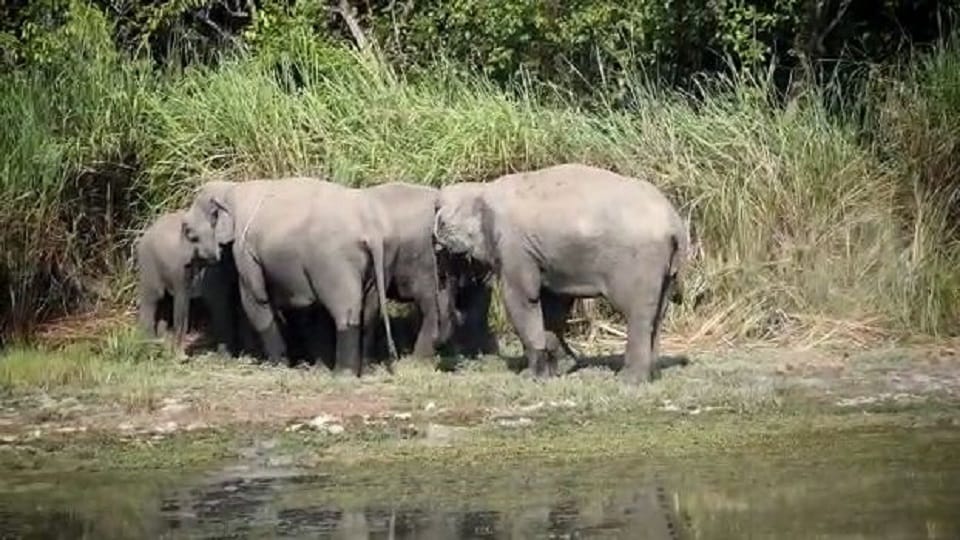 herd of wild elephants entered  border from Nepal to India in Kushinagar