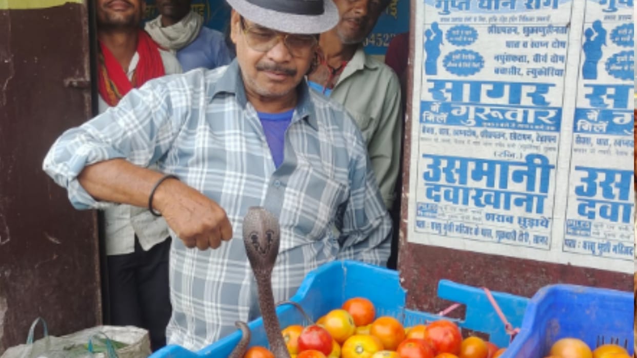 Snake came out of tomato carat in the sea, there was a stir in the vegetable market
