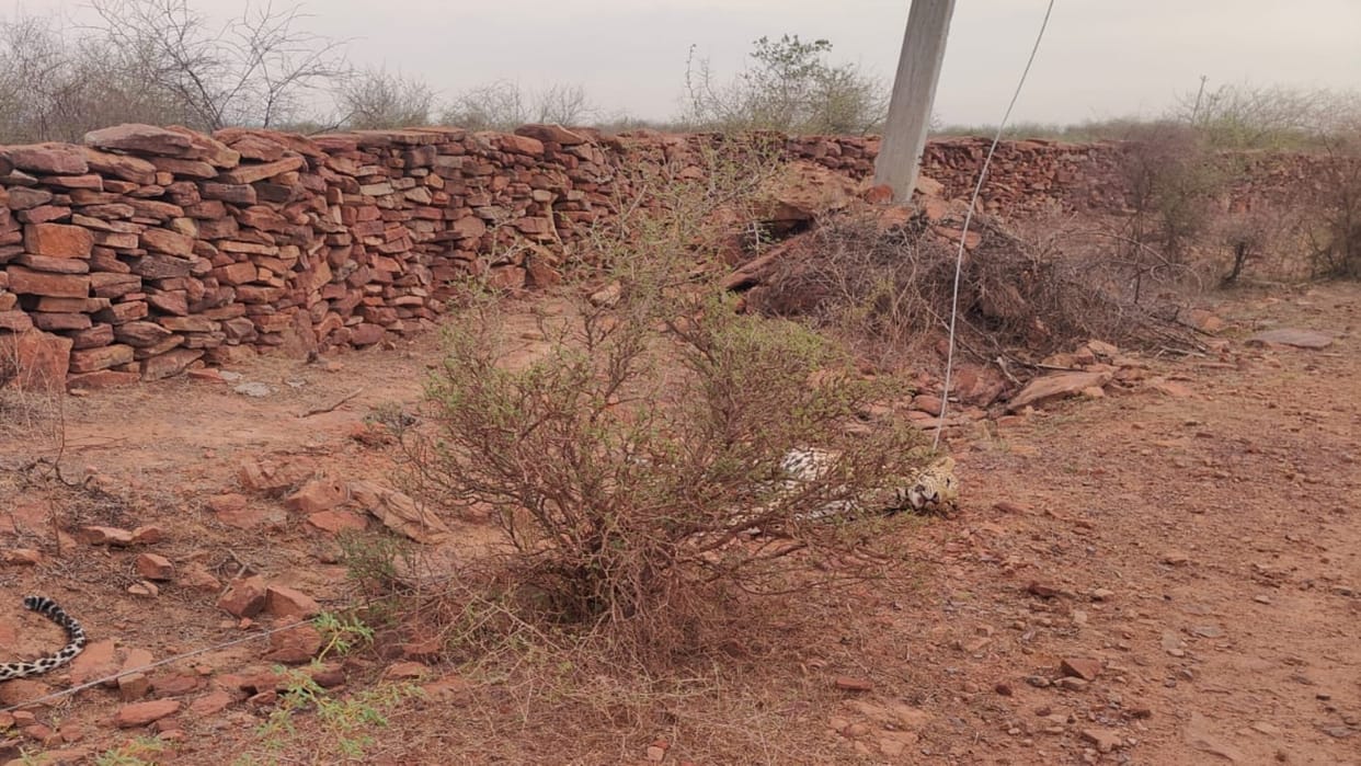 Two panthers died due to electrocution in the ravine of Jarauli village of Dholpur