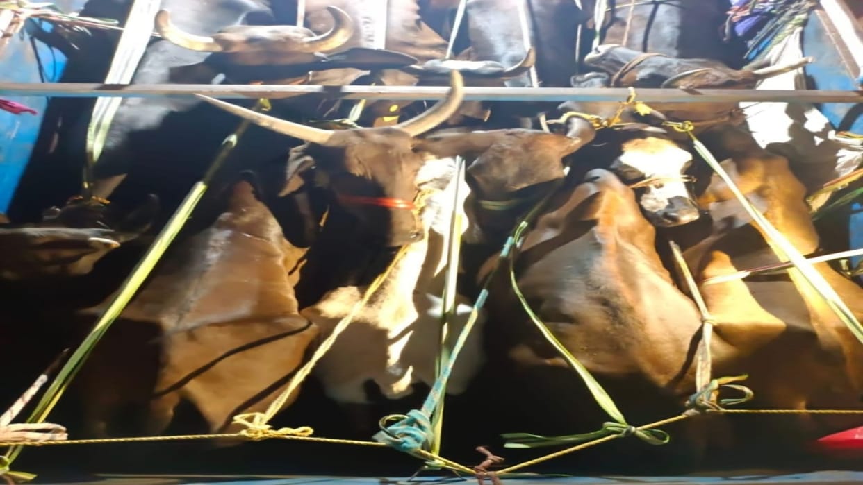 24 cattle were being taken to other states for smuggling in three vehicles in Jamui, three smugglers arrested