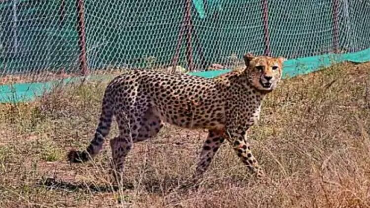 Cheetahs: Cheetahs can be brought back to the enclosure for investigation in Kuno National Park, drones will be monitored