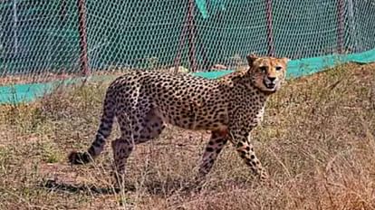 Cheetahs at Kuno National park may return to enclosures for close examination Officials