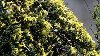 Himachal Chamba News: yellow flower chameli plant found in Bharmour forest after 113 years