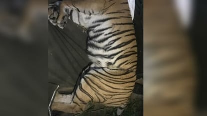 Corbett Tiger Reserve: पेट में जकड़ा फंदा, गहरे हैं जख्म...फिर भी आठ वर्षीय बाघिन ने तीन शावकों को दिया जन्म Corbett Tiger Reserve Injured Tigress gives birth to three cubs