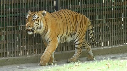family of Royal Bengal tigers will increase in the zoo