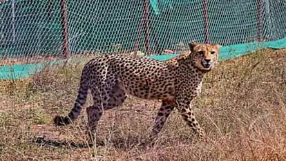 MP News Laurie Marker says Cheetah deaths could have been prevented with better monitoring and timely veterina